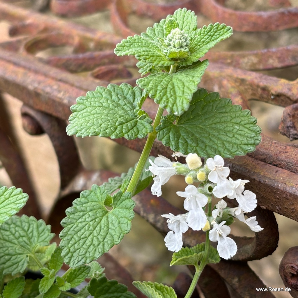 Katzenminze 'Snowflake'