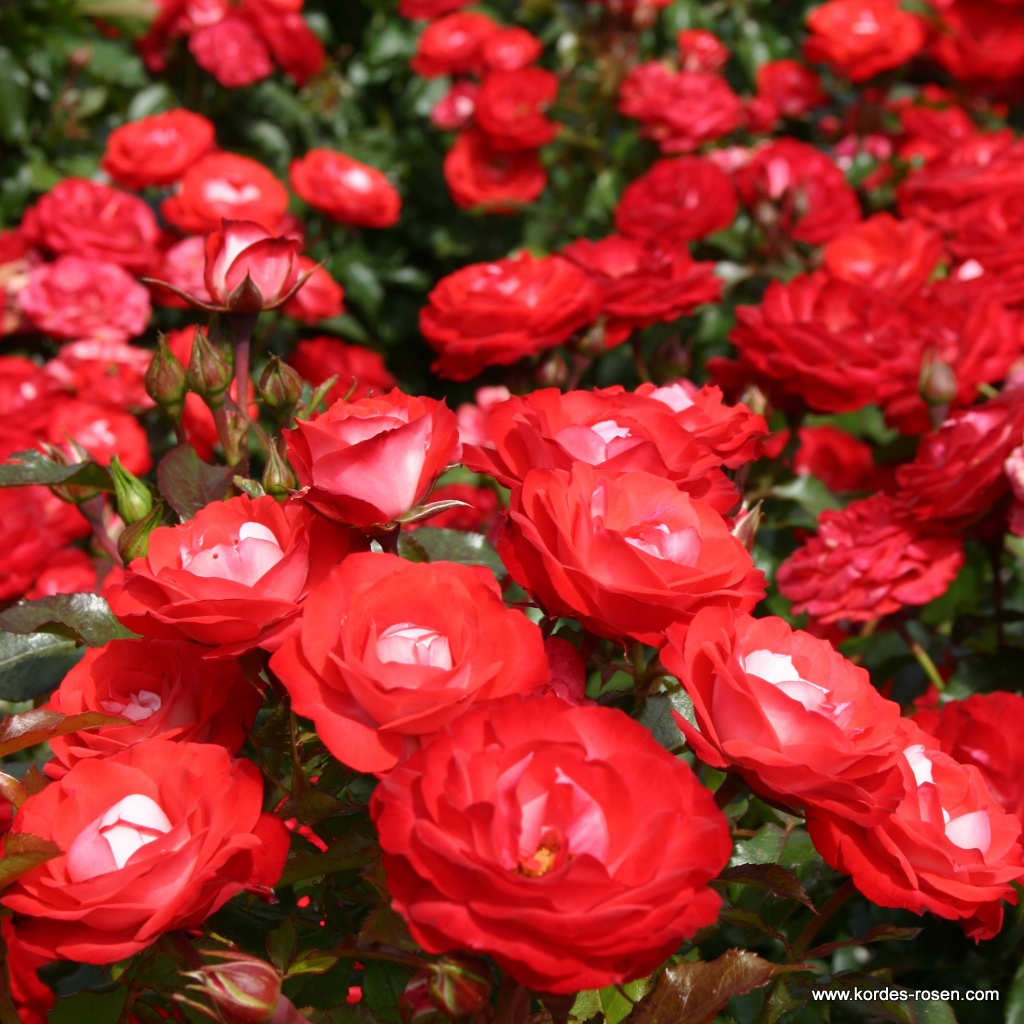 Artikelbild 4 des Artikels Planten un Blomen® Planten un Blomen®