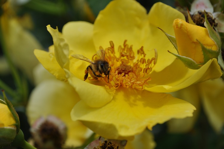 Lemon Fizz® aus der Kollektion NektarGarten®