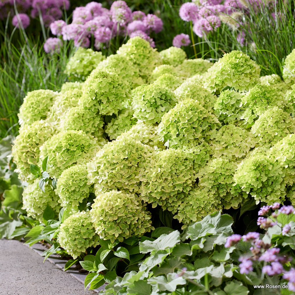 Bodendecker-Rispenhortensie Groundbreaker® Greeny