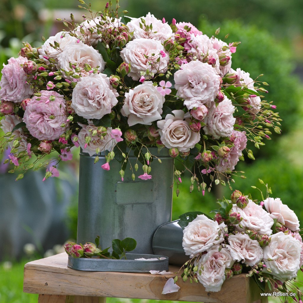 Artikelbild 5 des Artikels Rosenfaszination® Rosenfaszination®