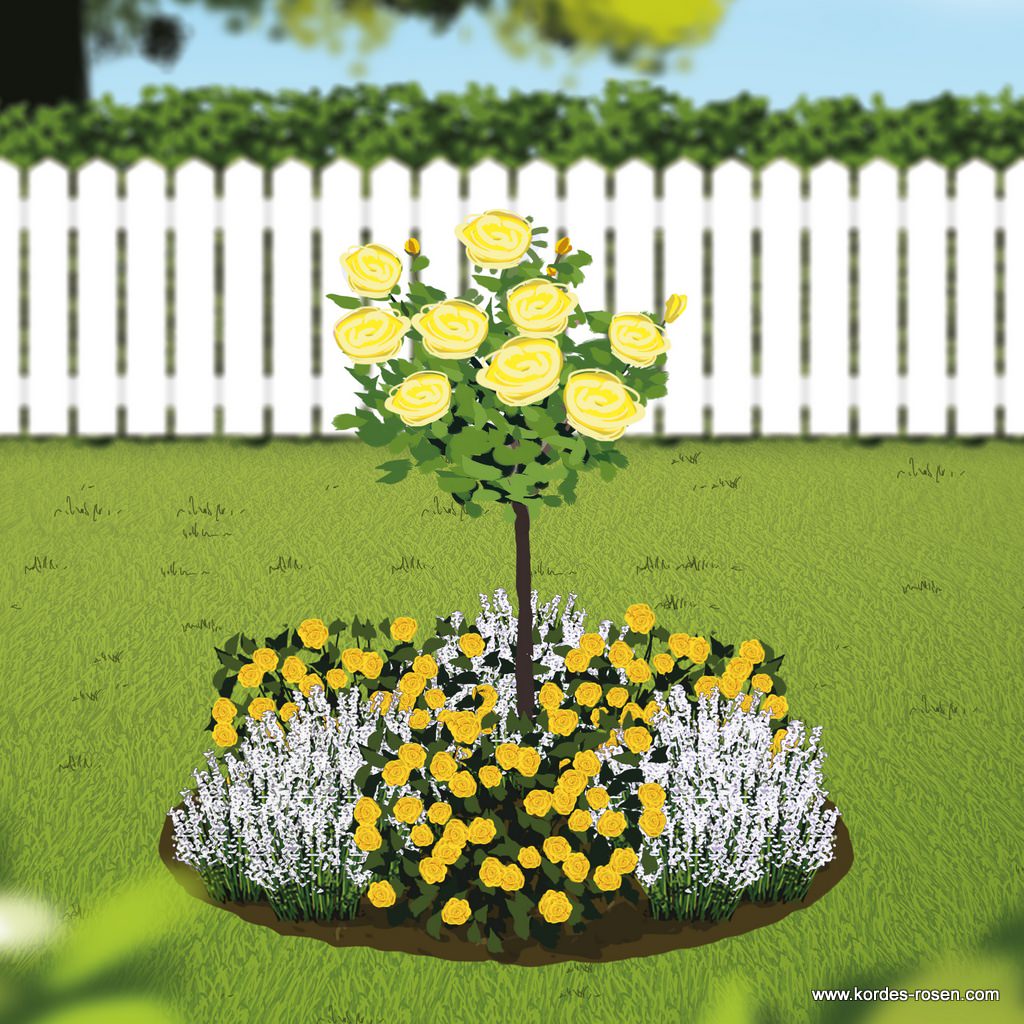 Rundbeet "Sunshine®"