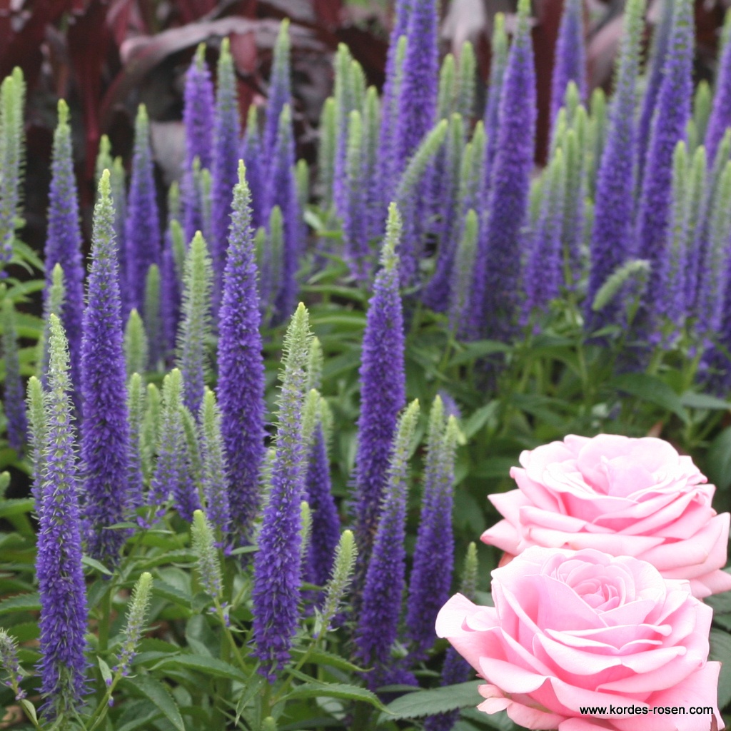 Ehrenpreis 'Blue Cadet'