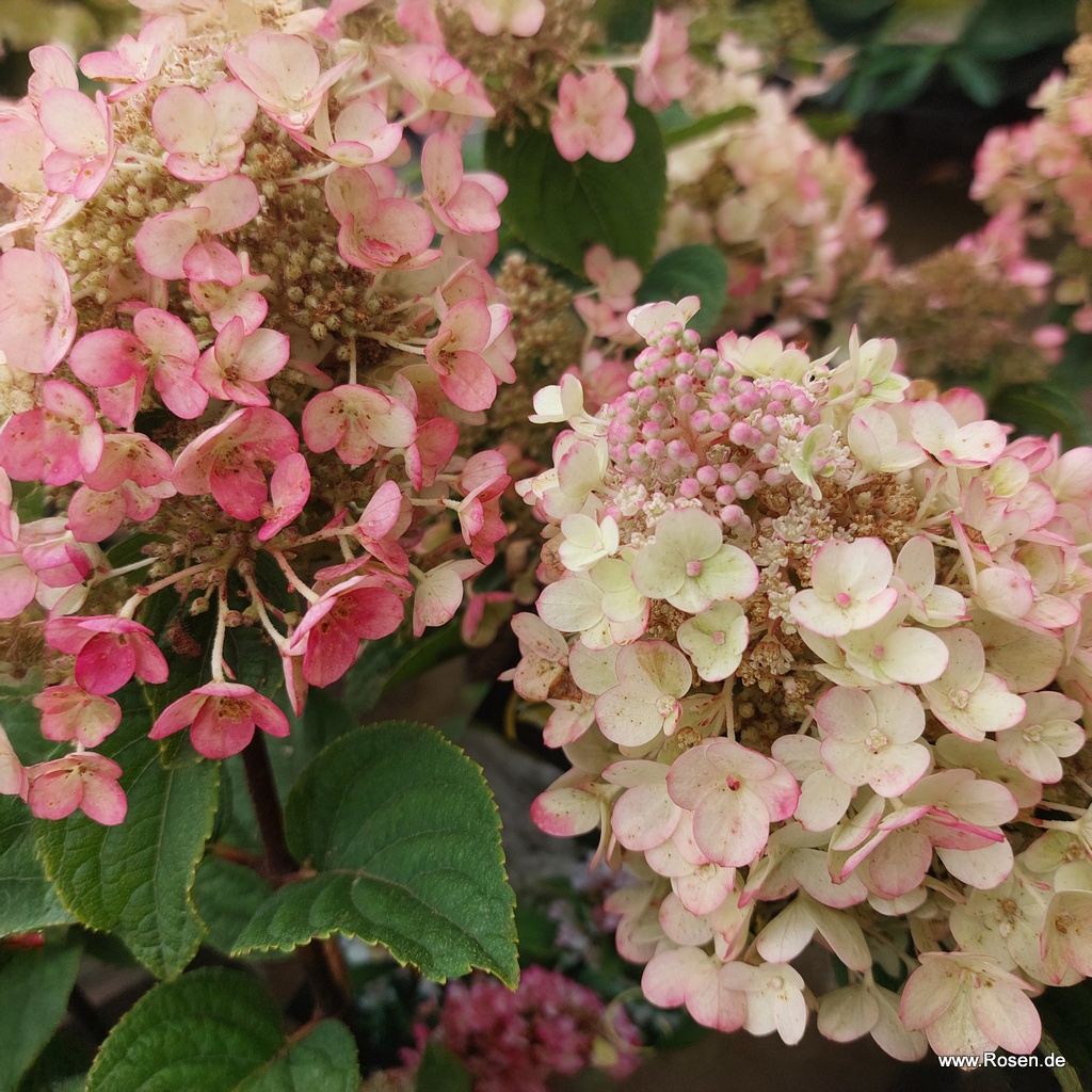 Rispenhortensie 'Bee Happy'®