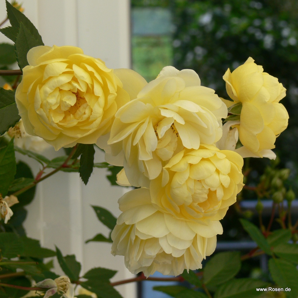 Artikelbild 3 des Artikels Lemon Siluetta® Lemon Siluetta®