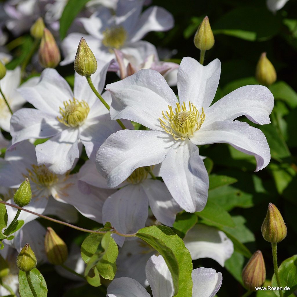Clematis 'Huldine'