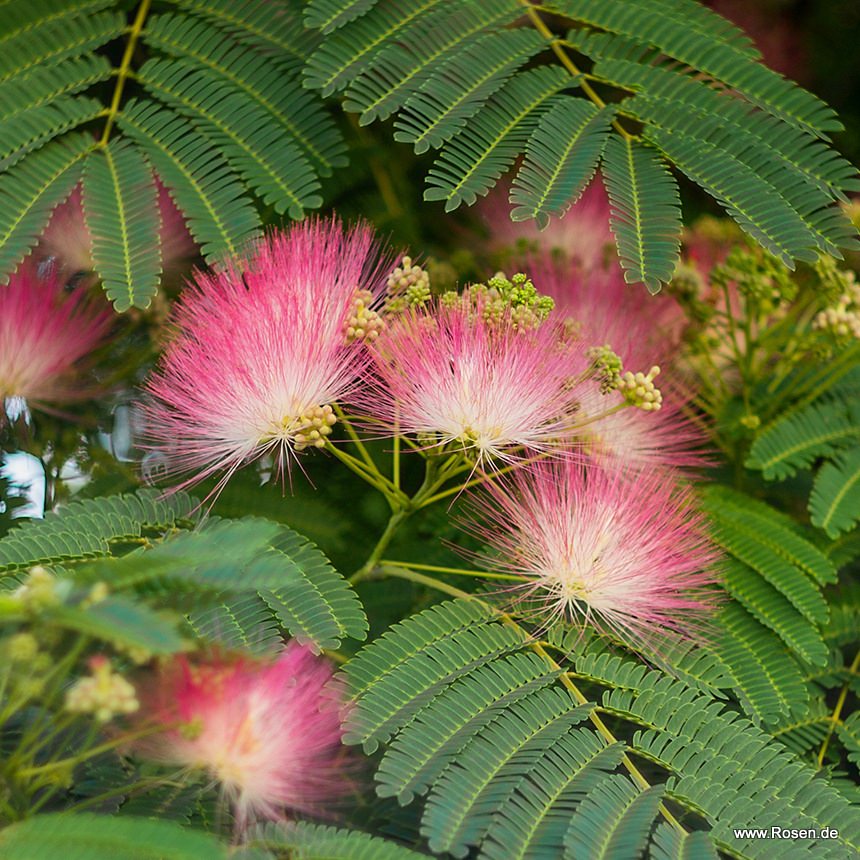 Schlafbaum, Seidenbaum