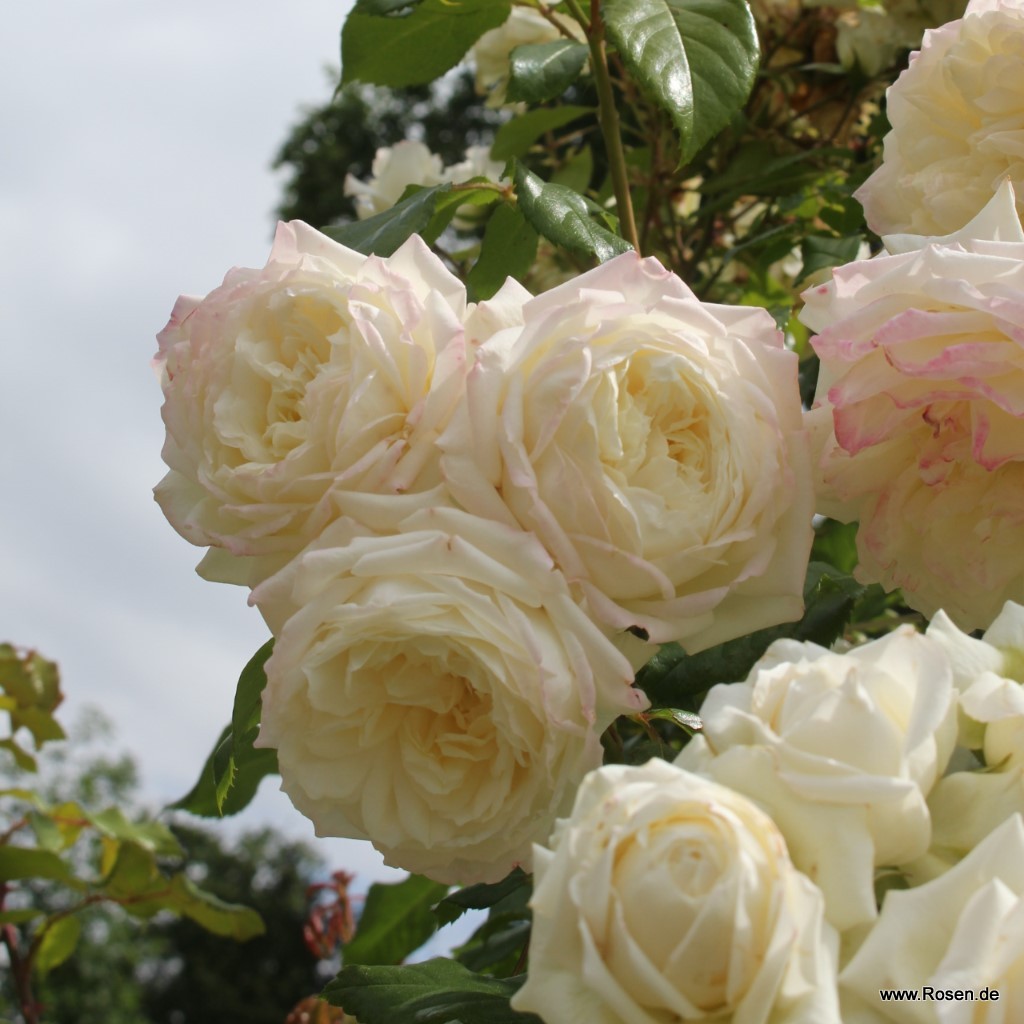 Artikelbild 5 des Artikels Alaska®/Future®