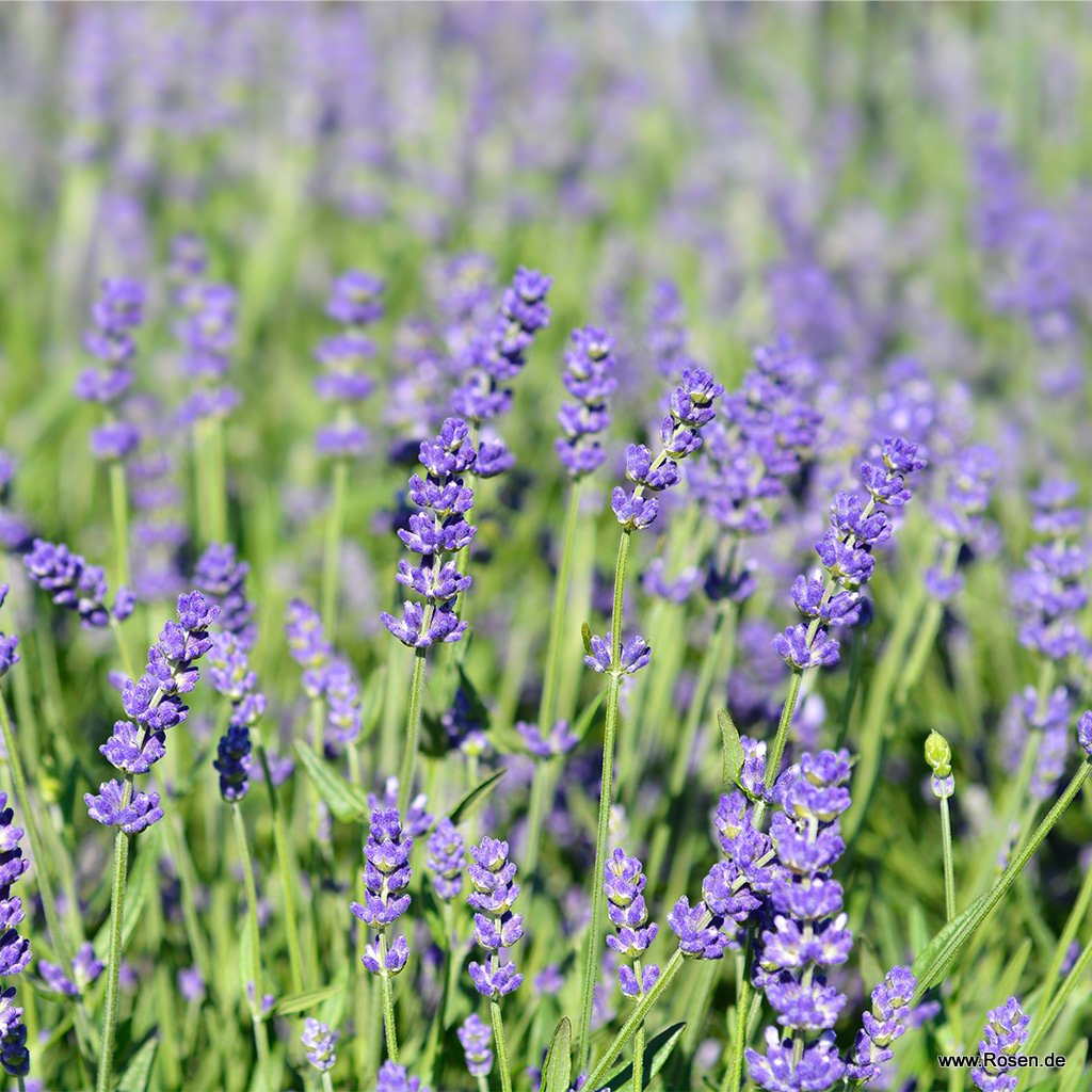 Lavendel | Kordes Rosen