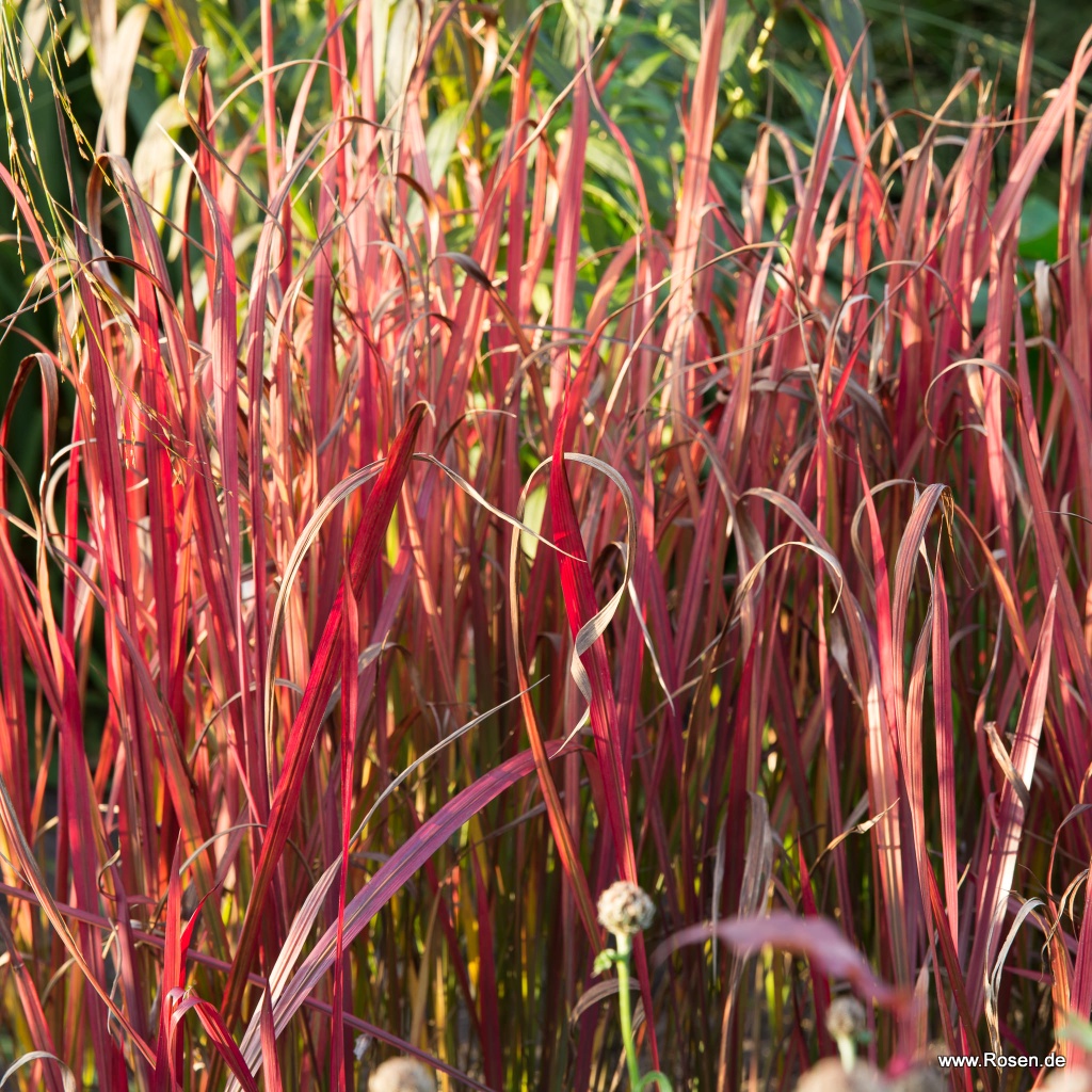 Japanisches Blutgras 'Red Baron'