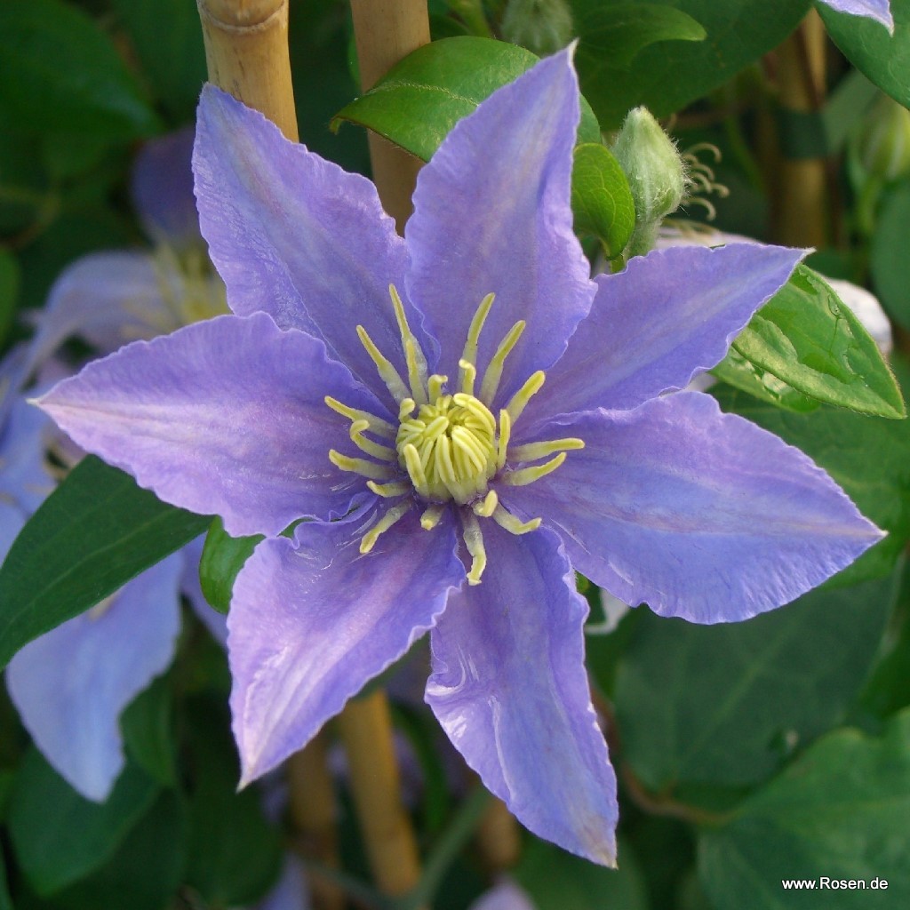 Clematis 'Justa'