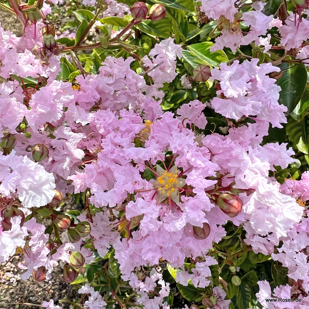 Flieder des Südens 'With Love Babe'