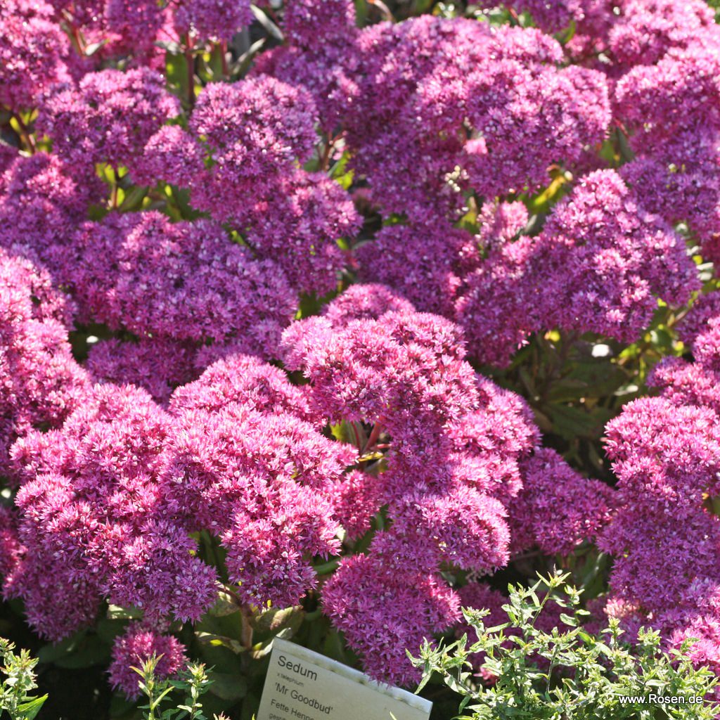 Fetthenne 'Mr. Goodbud'