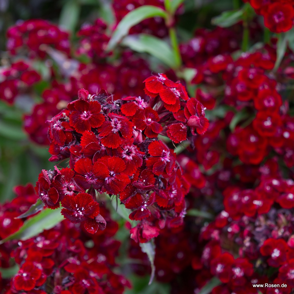 Dunkle Bartnelke 'Sooty'