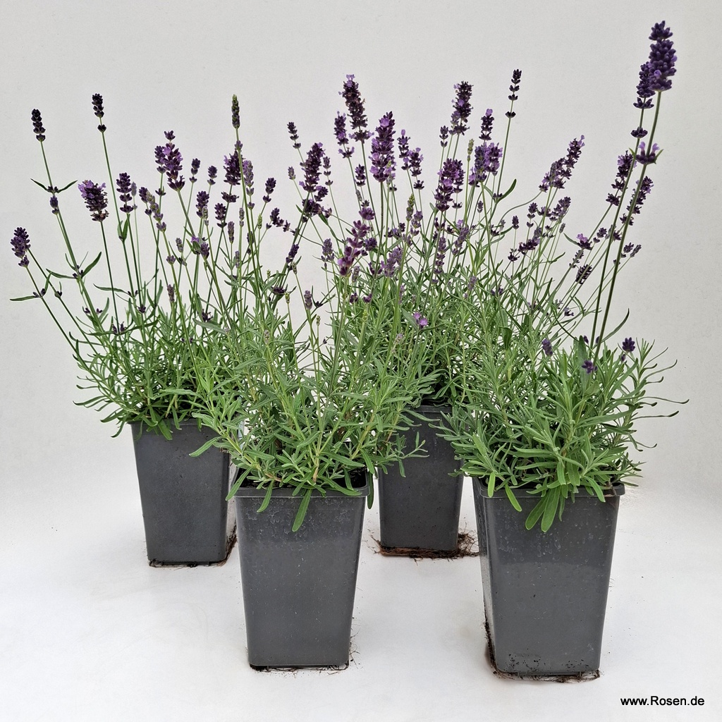 Artikelbild 1 des Artikels 4er-Set Lavendel 'Hidcote Compact Blue' 4er-Set Lavendel 'Hidcote Compact Blue'