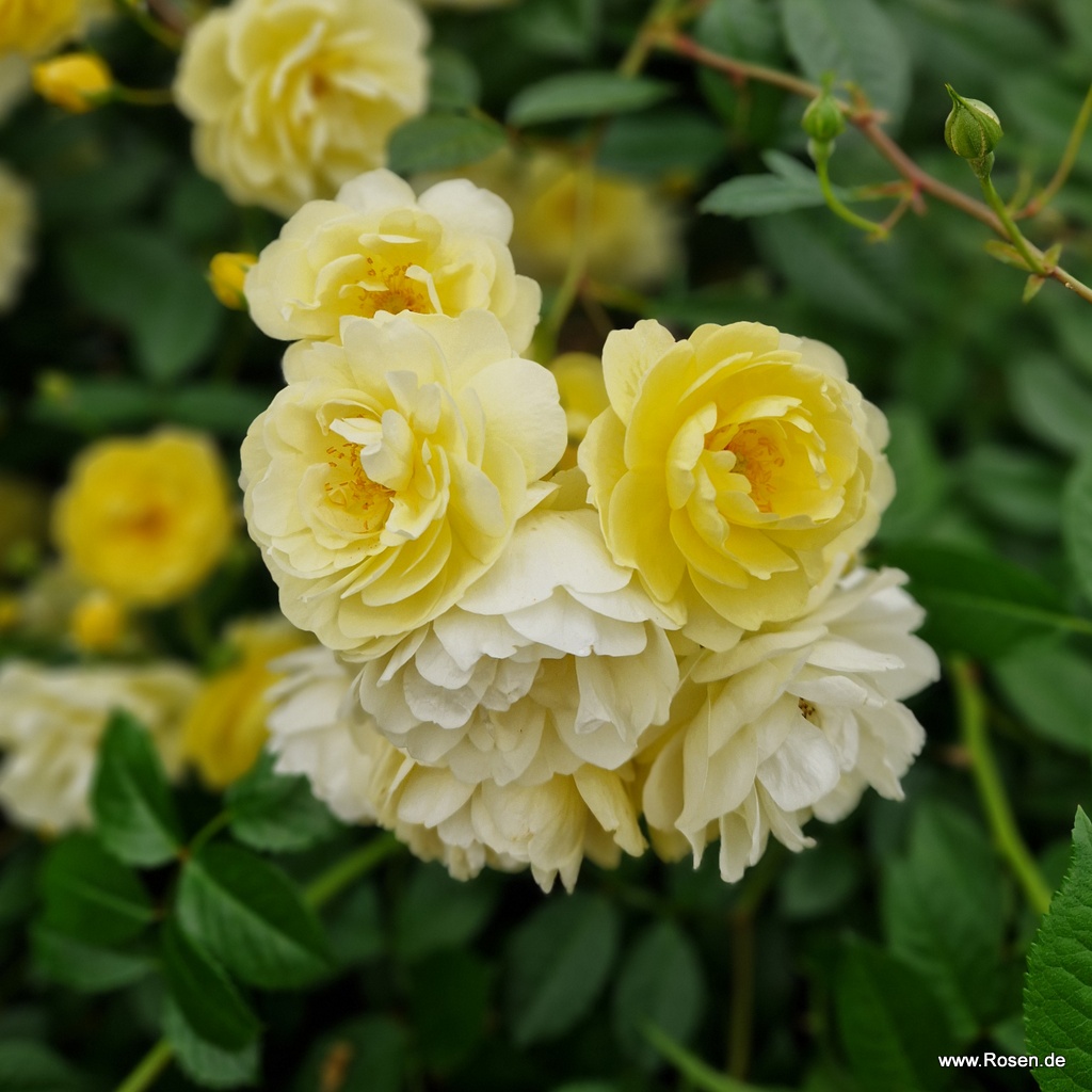 Artikelbild 6 des Artikels Lemon Siluetta® Lemon Siluetta®