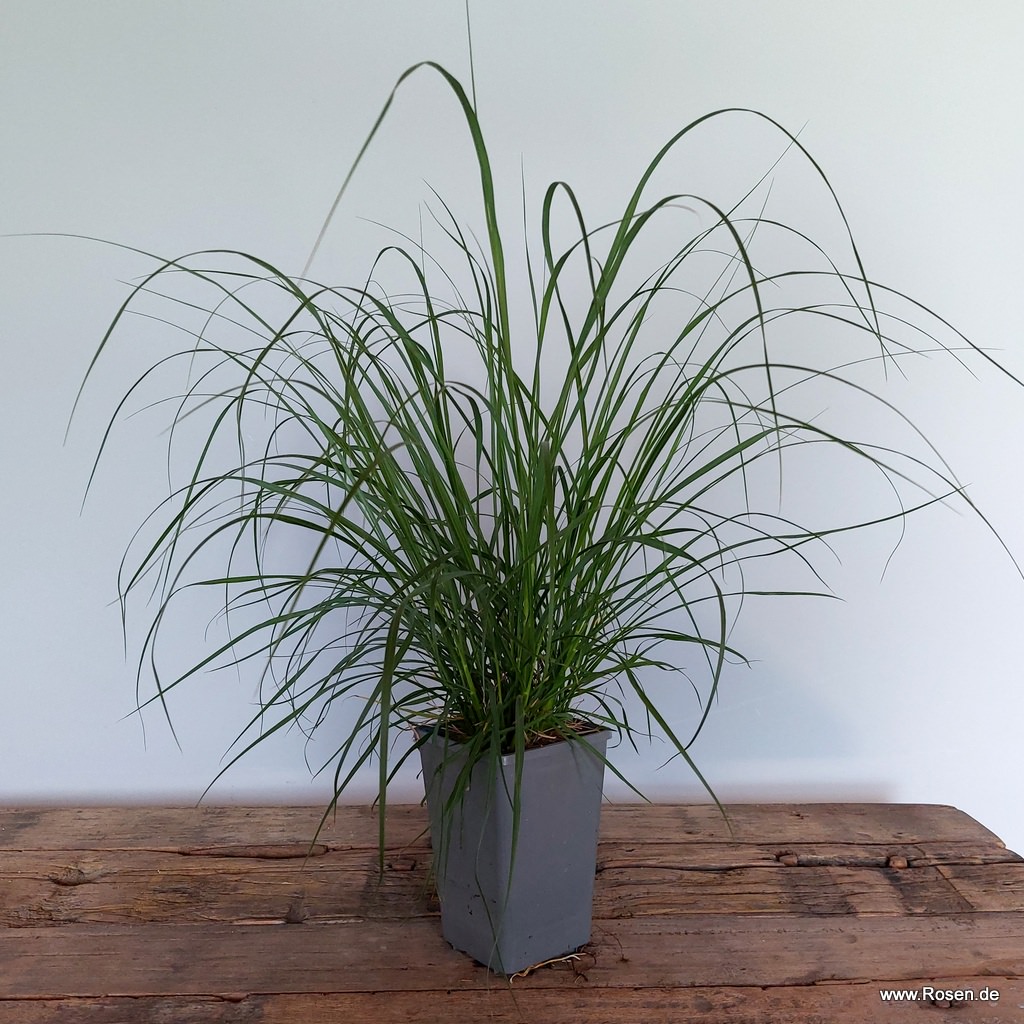 Artikelbild 6 des Artikels Lampenputzergras 'Hameln' 1,5-Liter