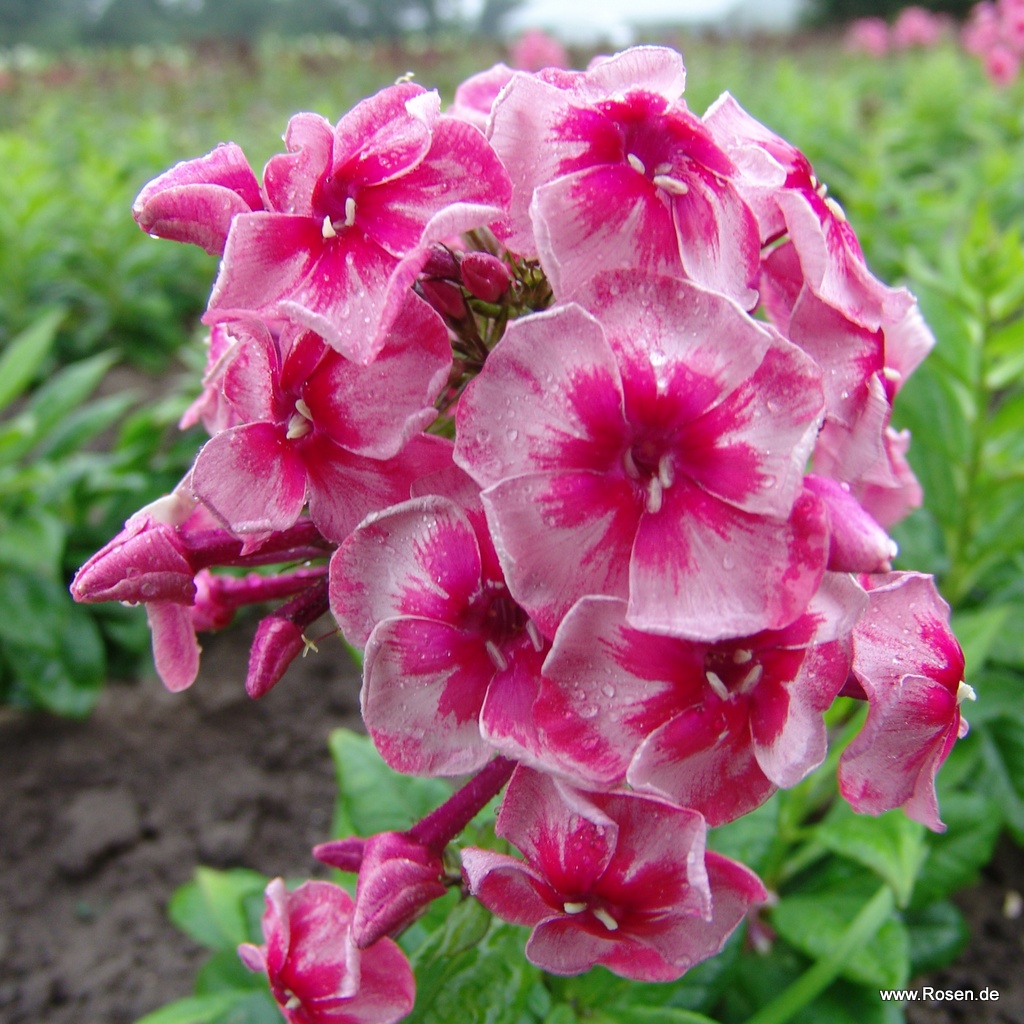 Flammenblume 'Stars and Stripes'