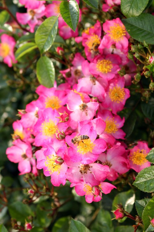 Juanita® aus der Kollektion NektarGarten®