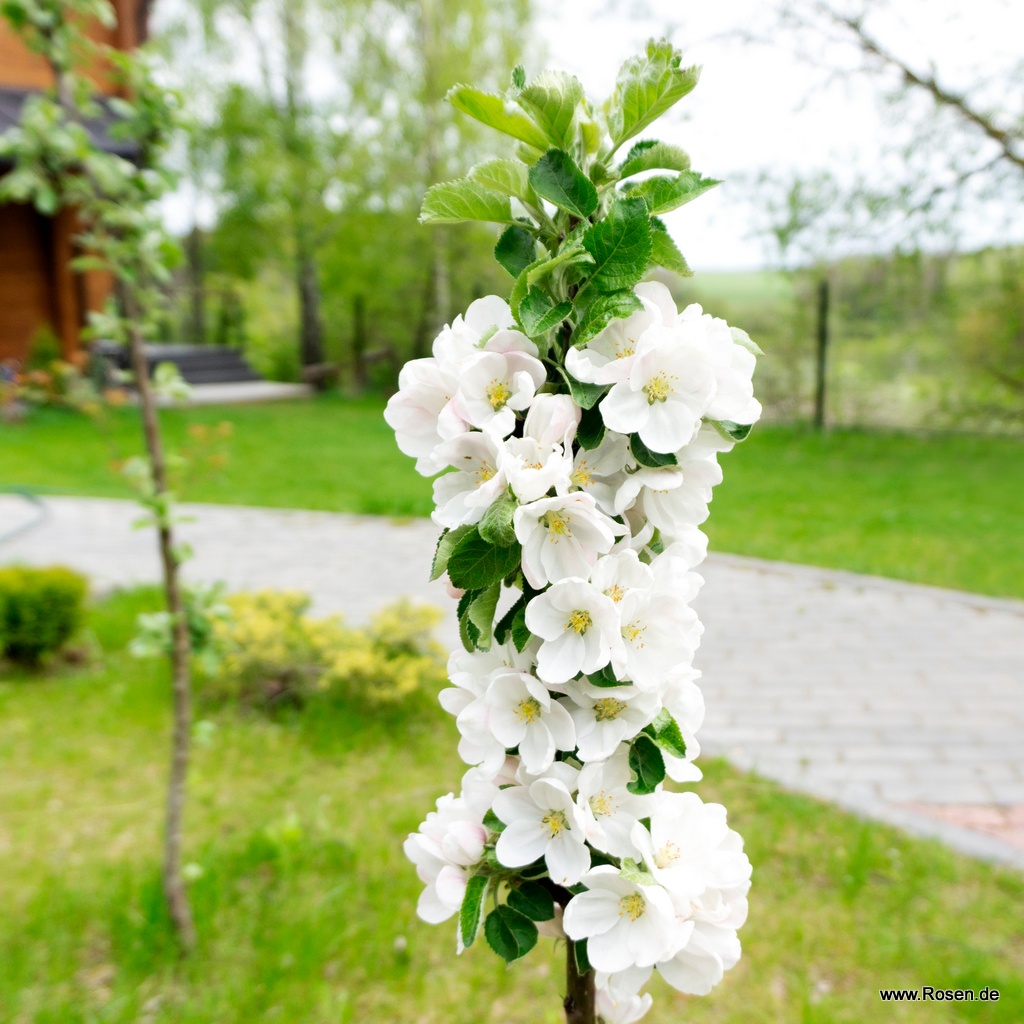 Säulenapfel 'Fire Dance'®