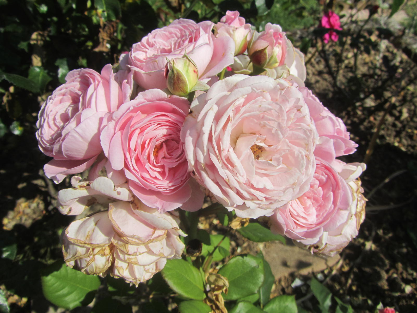 Rosengräfin Marie Henriette® Kordes Rosen