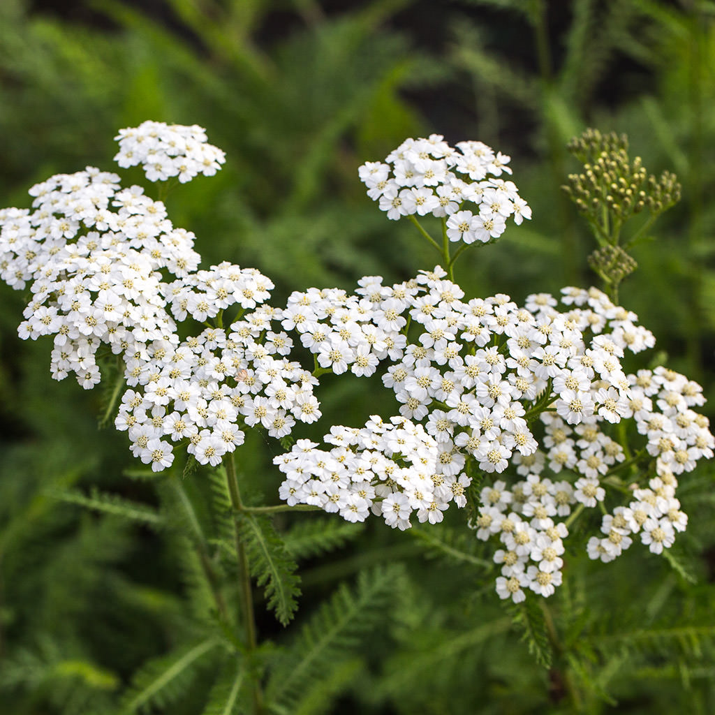 Schafgarbe 'White Beauty'