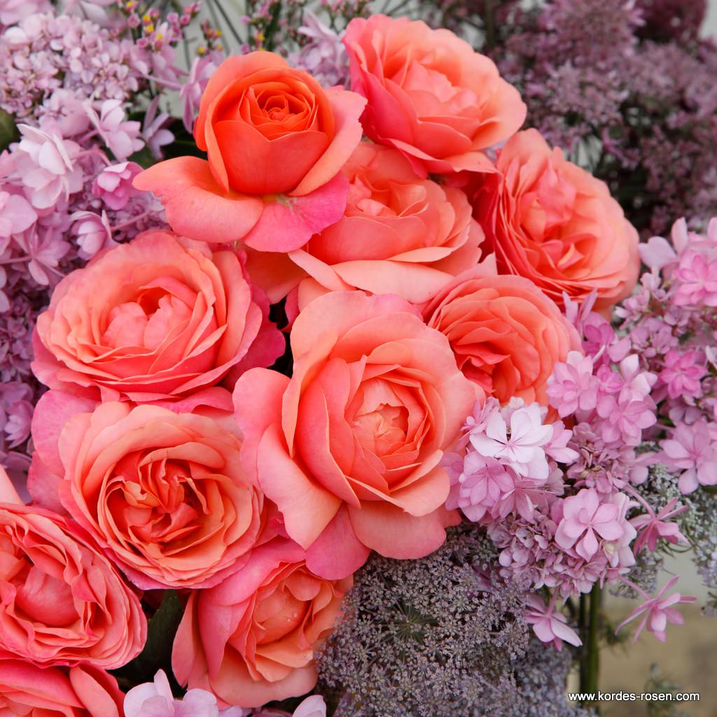 Artikelbild 4 des Artikels Coral Lions-Rose® Coral Lions-Rose®