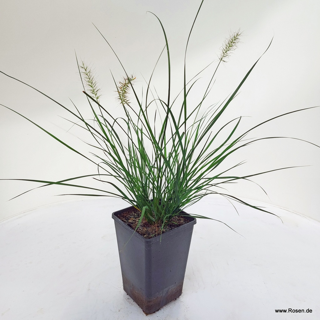 Artikelbild 7 des Artikels Lampenputzergras 'Hameln' 1,5-Liter
