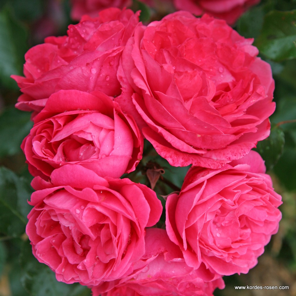 Artikelbild 3 des Artikels Moin Moin® – Syn. Pink Flower Circus Moin Moin® – Syn. Pink Flower Circus
