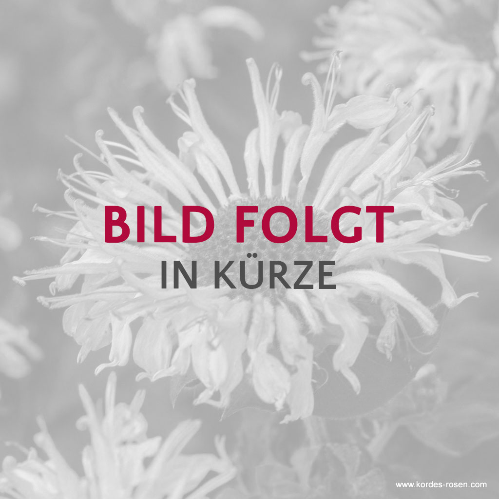 Mittelhohe Bartschwertlilie 'Bell Azur'