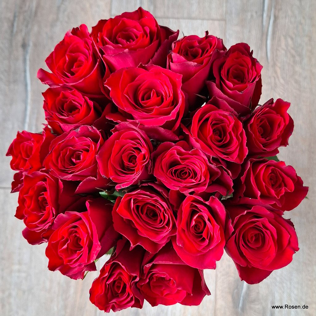 Schnittrosen - Eternity®