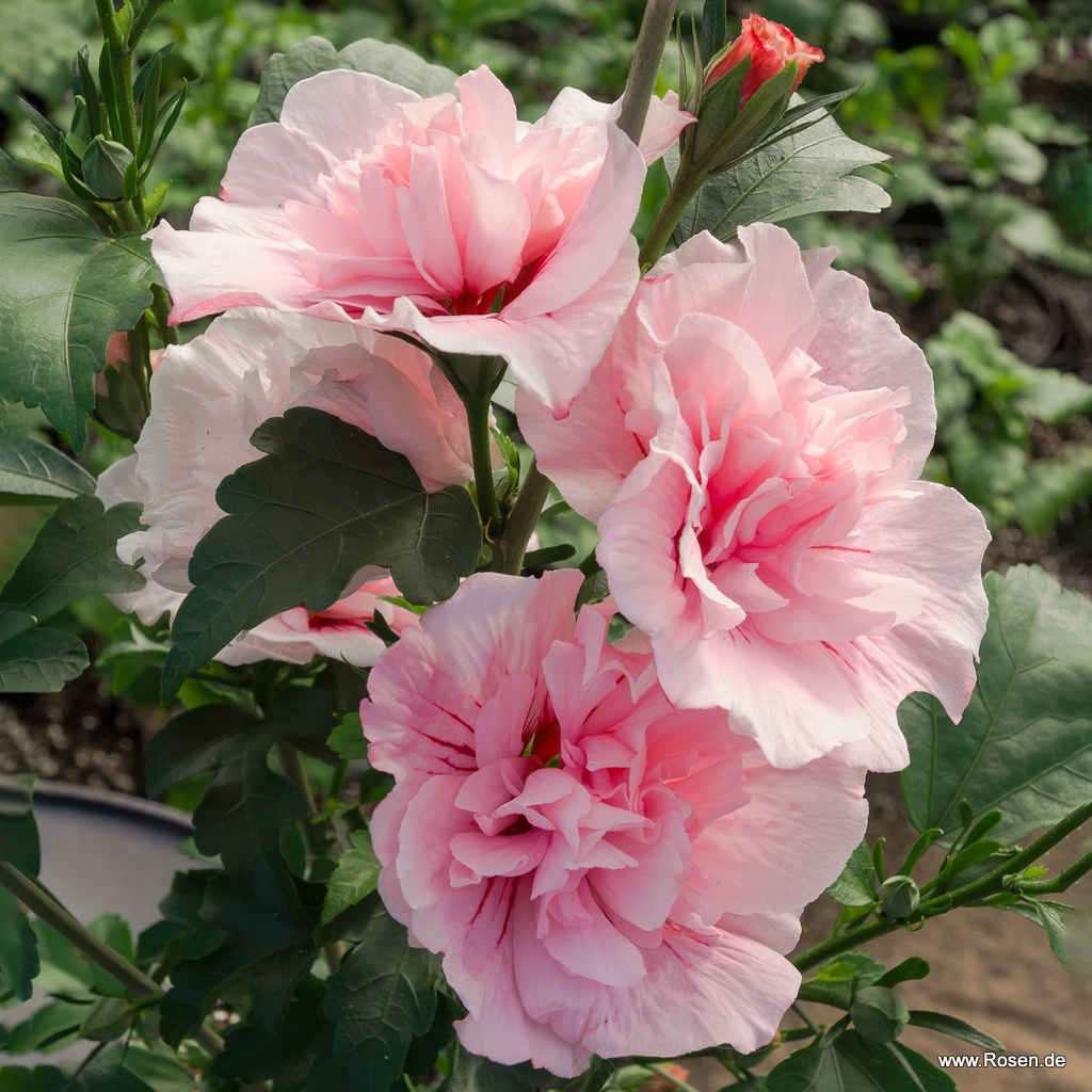Hibiskus 'Pink Chiffon'