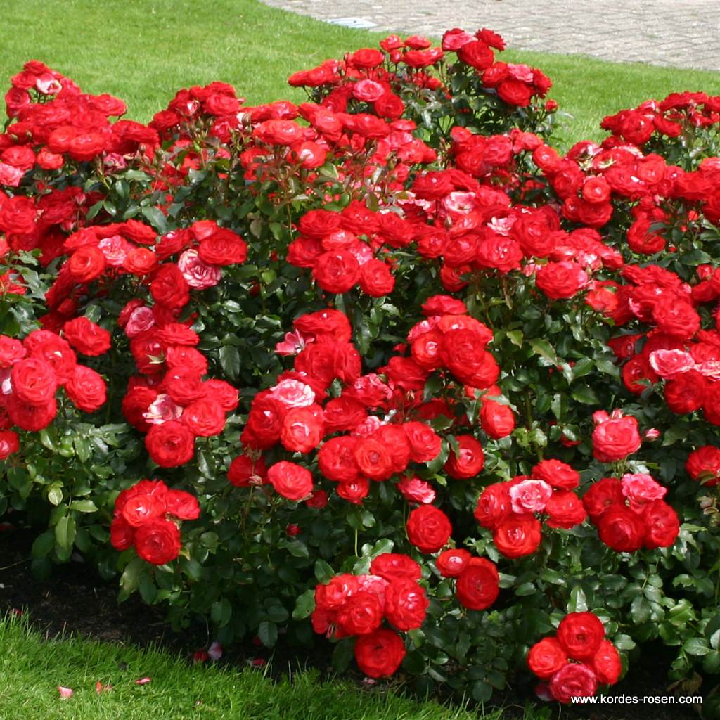 Artikelbild 3 des Artikels Planten un Blomen® Planten un Blomen®