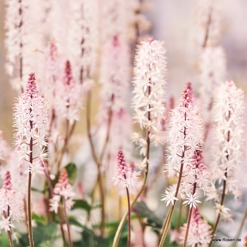 Zipfelblättrige Garten-Schaumblüte Spring Symphony