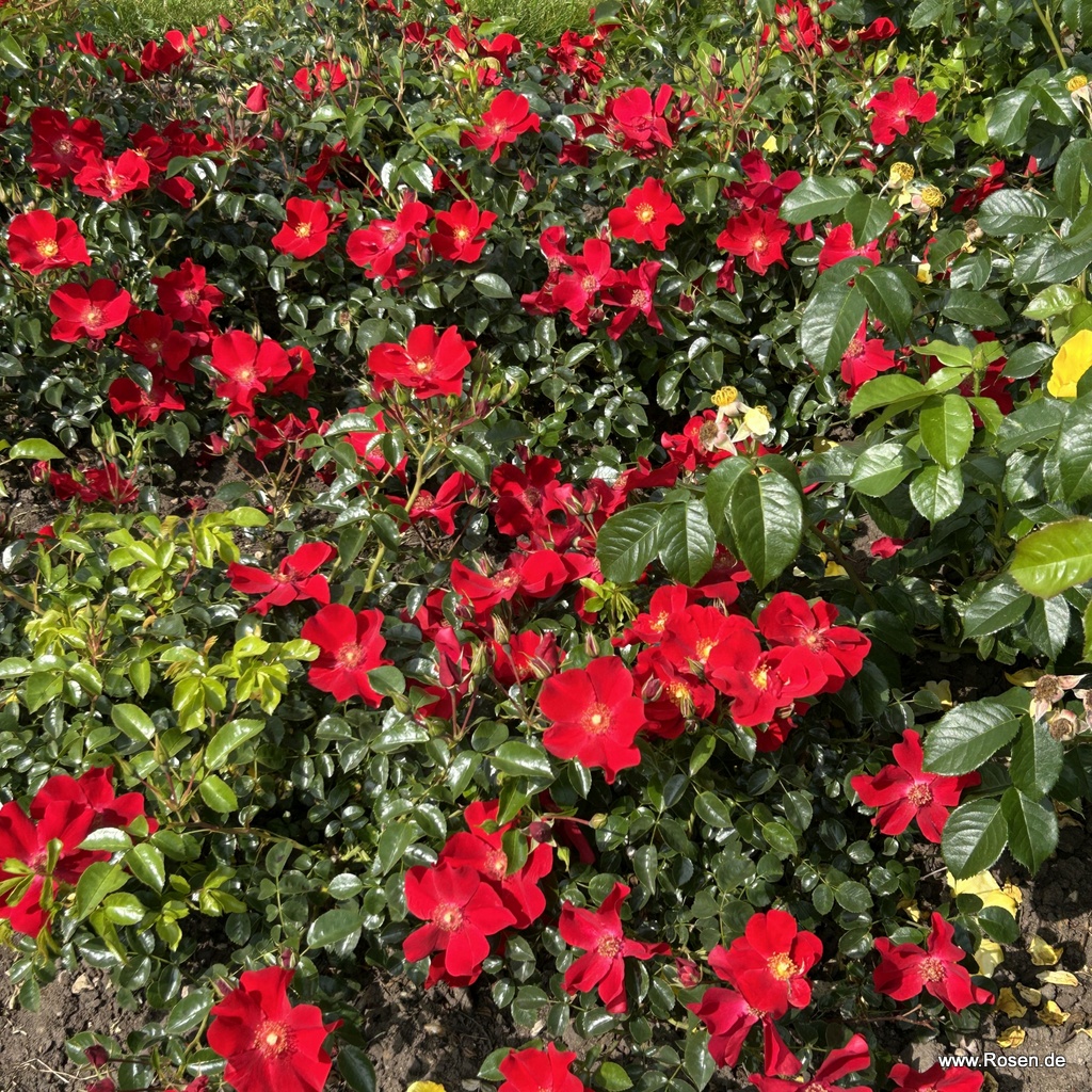 Artikelbild 9 des Artikels Alexander von Humboldt