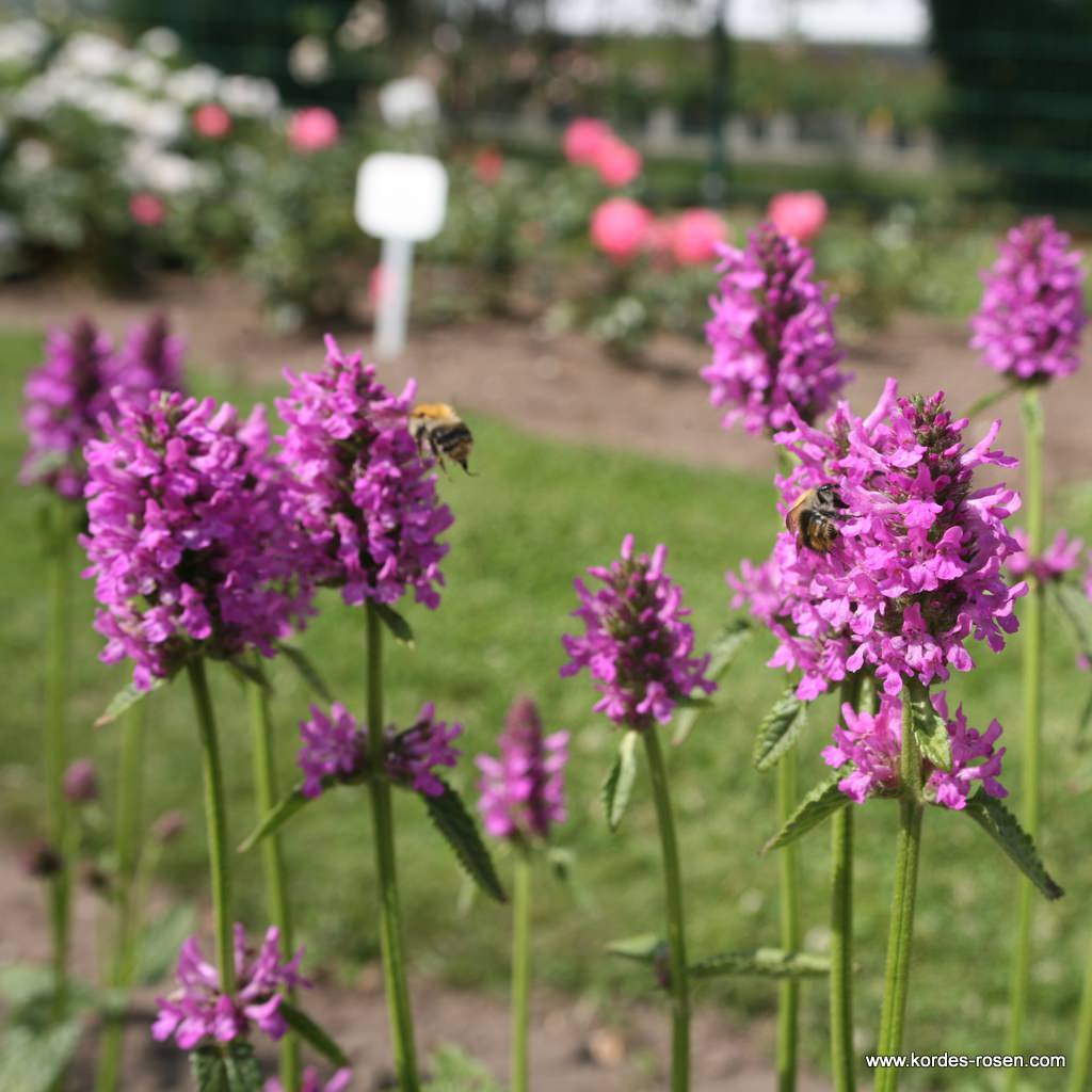 Zottiger Ziest 'Hummelo'