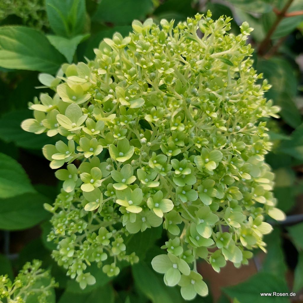 Artikelbild 4 des Artikels Rispenhortensie 'Limelight' Rispenhortensie 'Limelight'