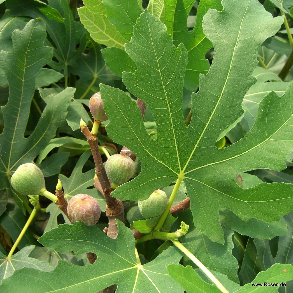 Feige 'Brown Turkey'