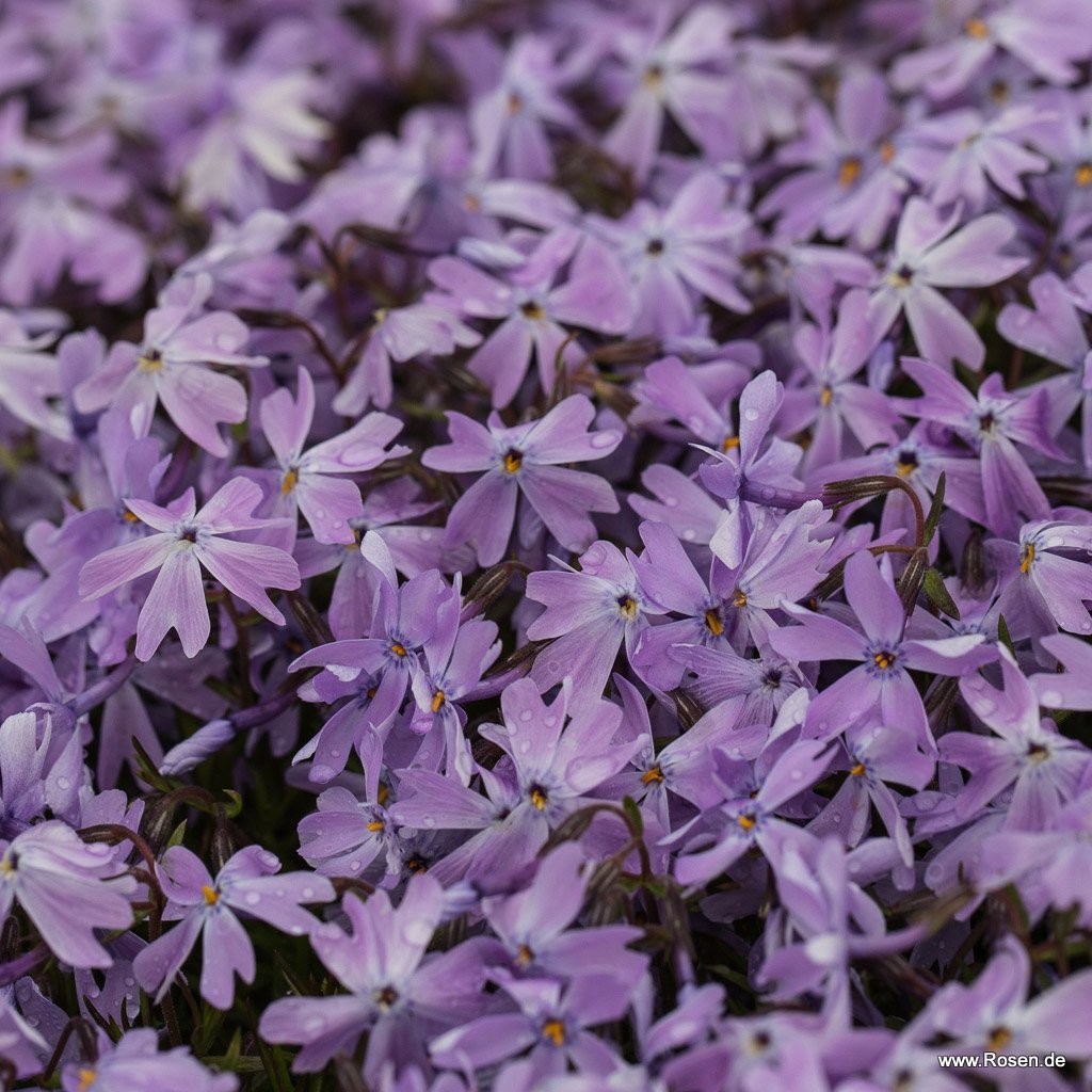 Flammenblume 'Emerald Cushion Blue'