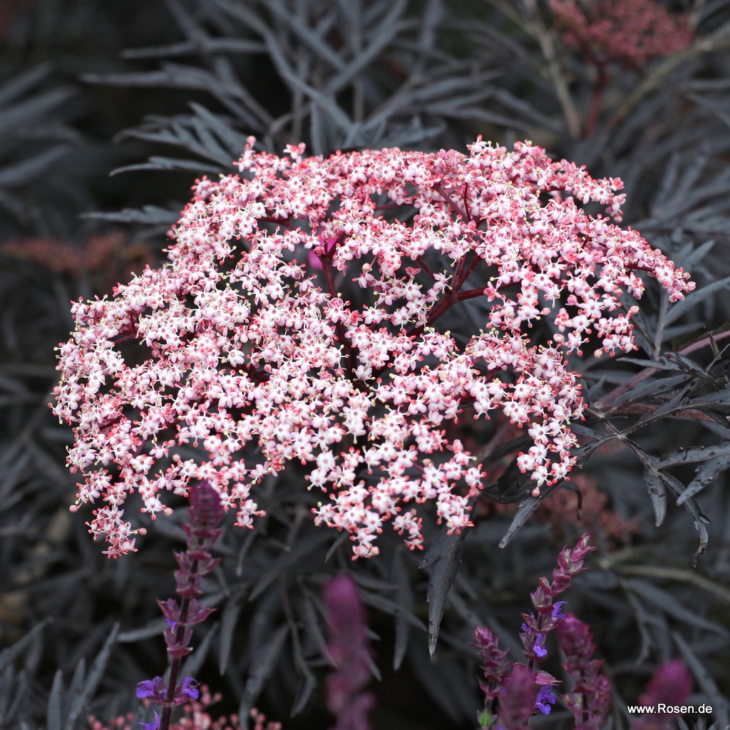 Cinderella® | Kordes Rosen
