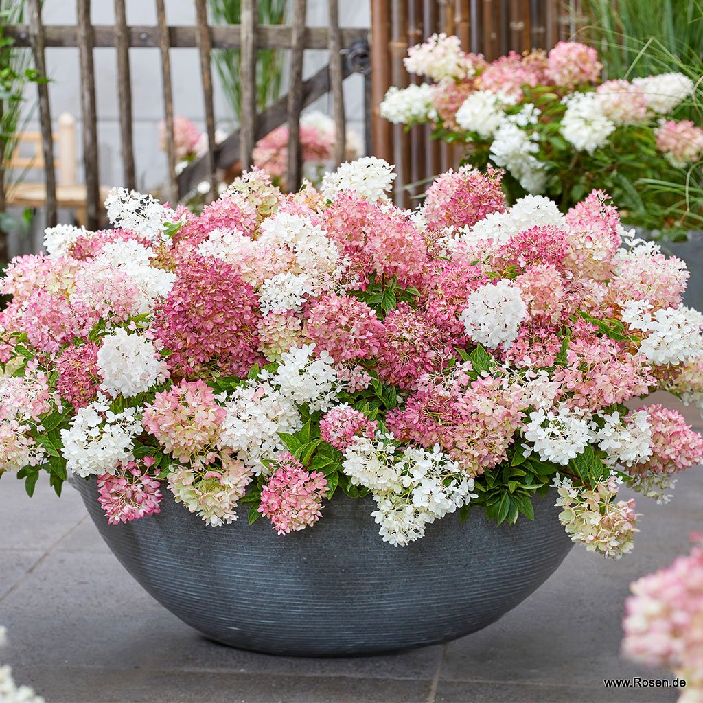 Bodendecker-Rispenhortensie Groundbreaker® Blush