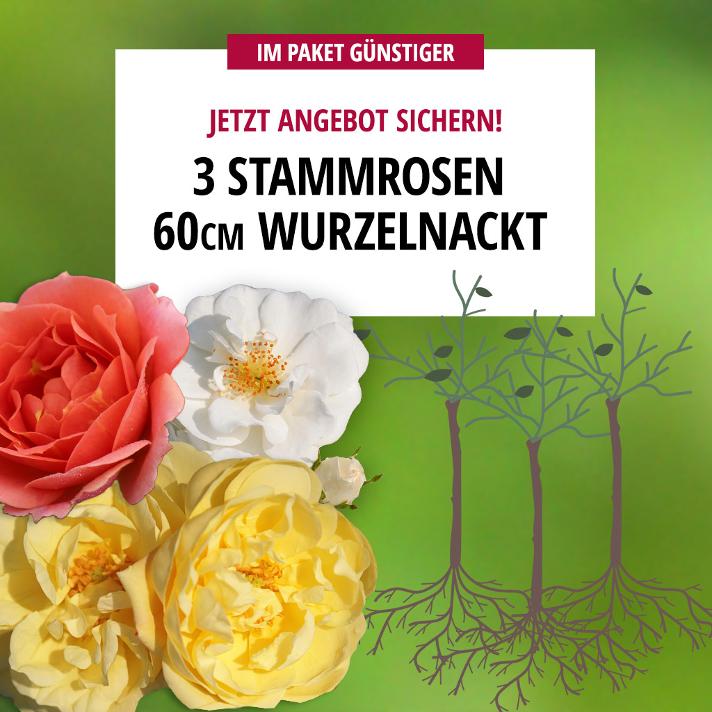 3er Paket Stammrosen 60 cm