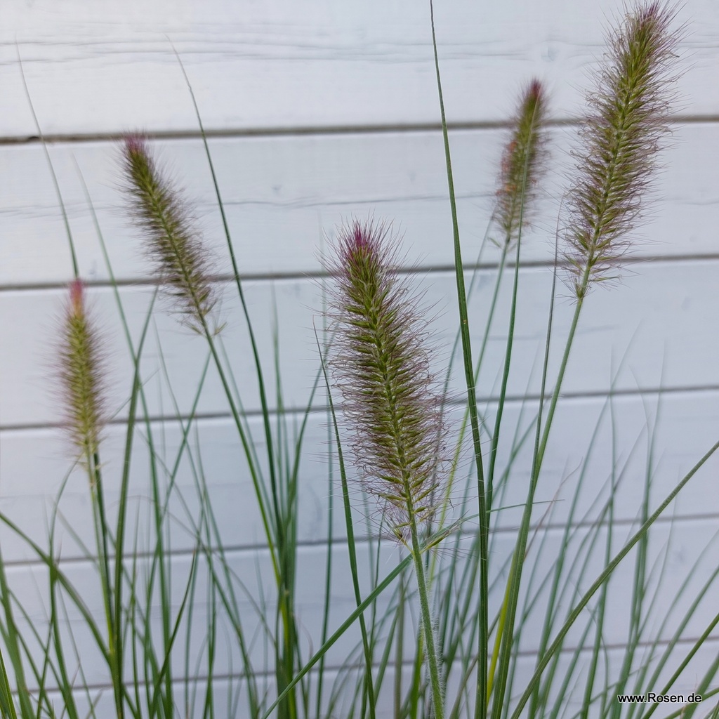 Artikelbild 5 des Artikels Lampenputzergras 'Hameln' 1,5-Liter