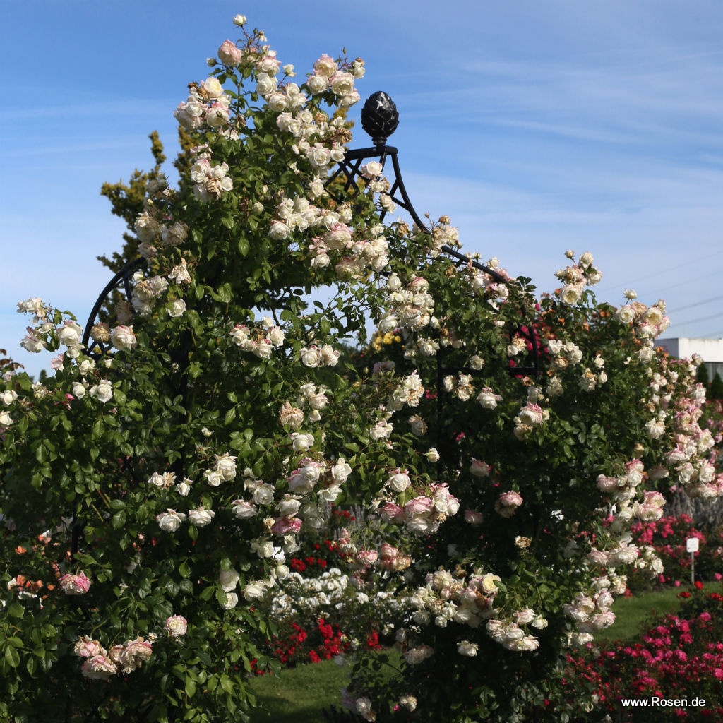 Artikelbild 4 des Artikels Alaska®/Future®