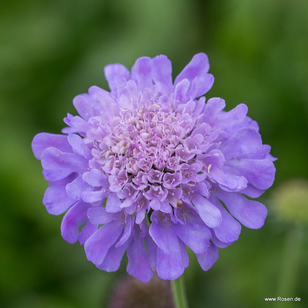 Tauben-Skabiose 'Butterfly Blue'