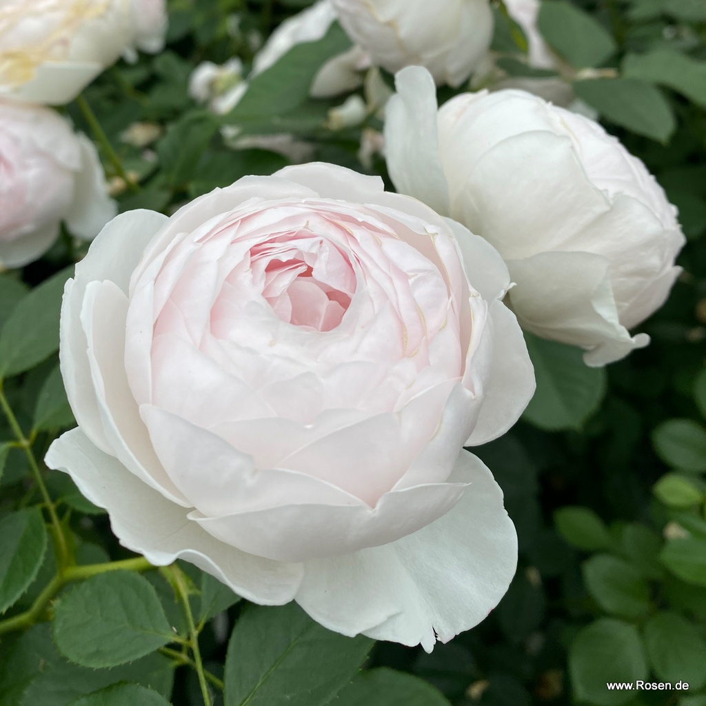 Artikelbild 12 des Artikels Herzogin Christiana® Herzogin Christiana® - La Belle Rouet