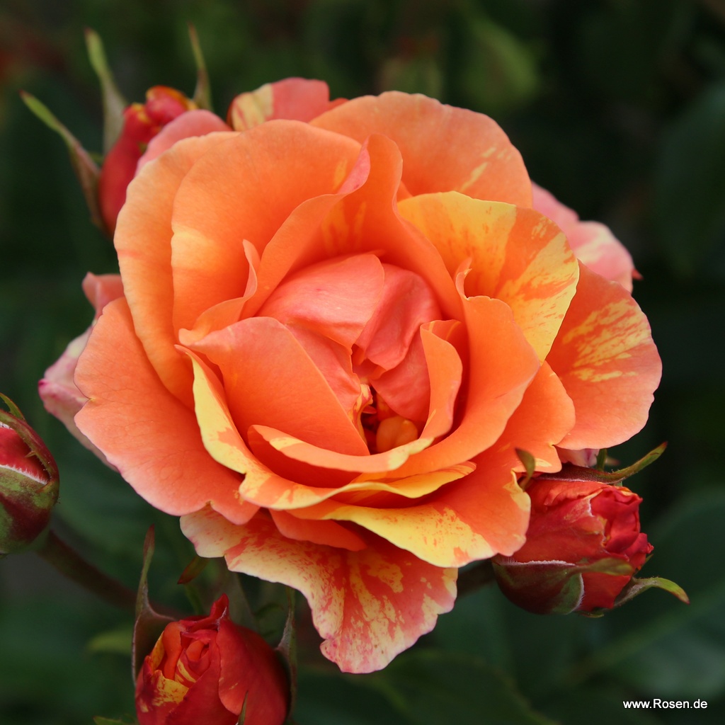 New Roses | Kordes Rosen