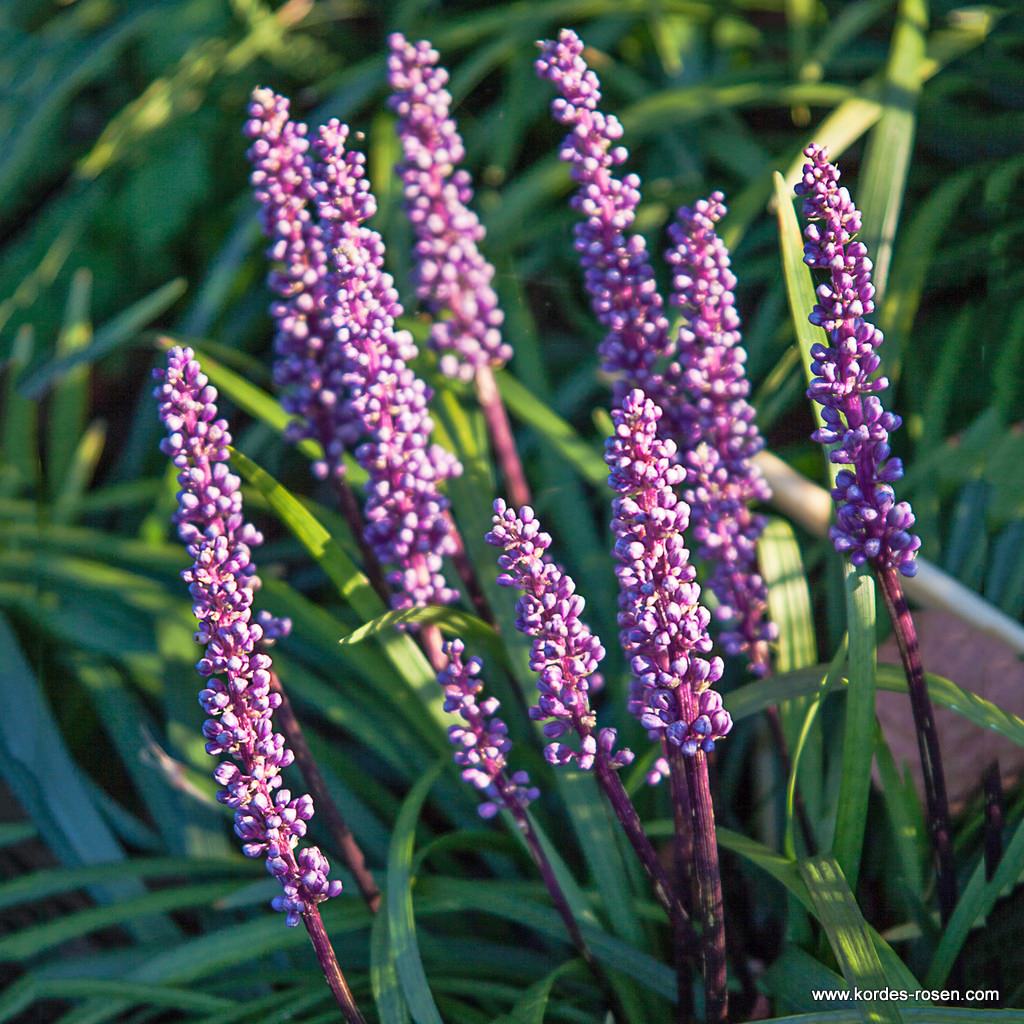 Lilientraube 'Moneymaker'