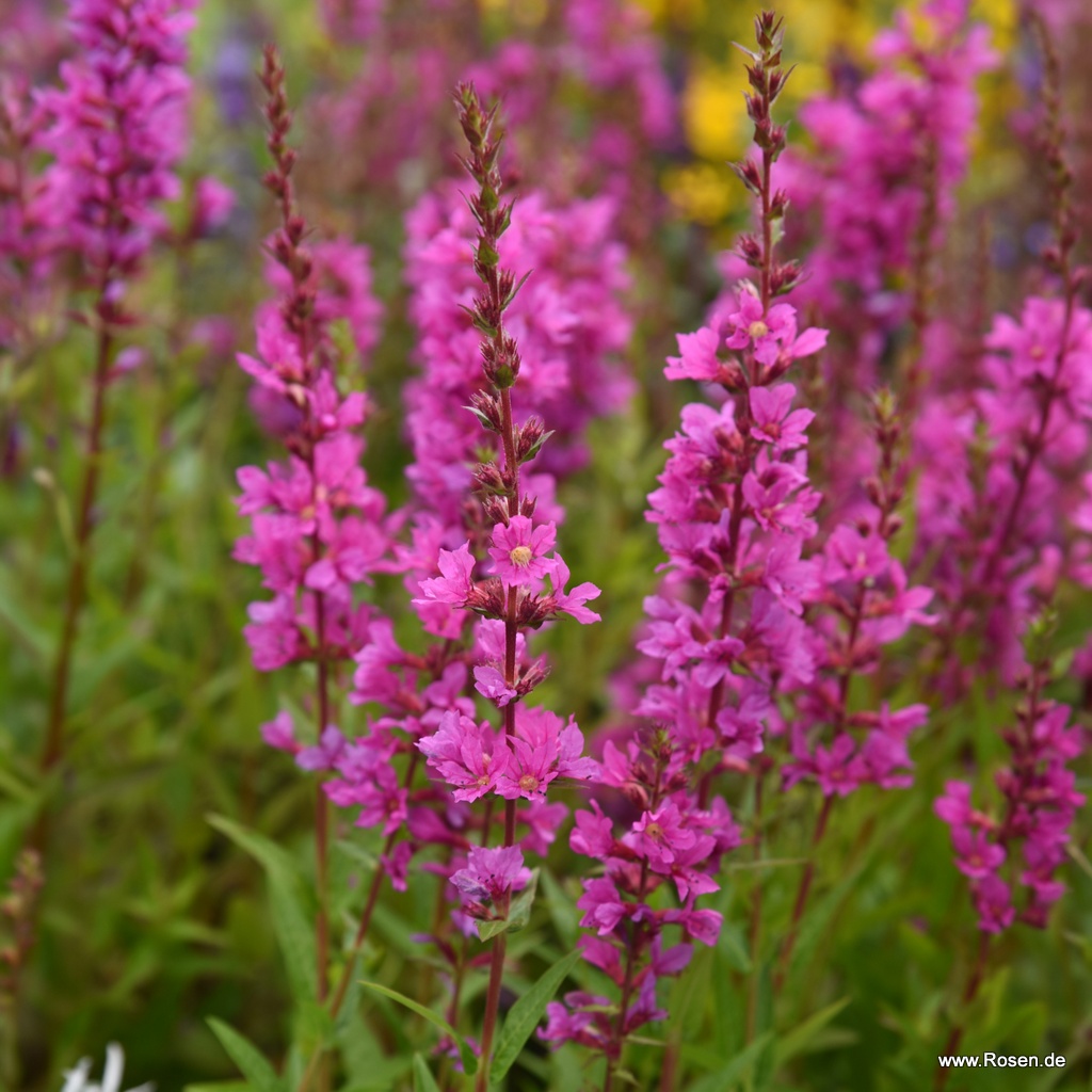 Blut-Weiderich 'Robin'