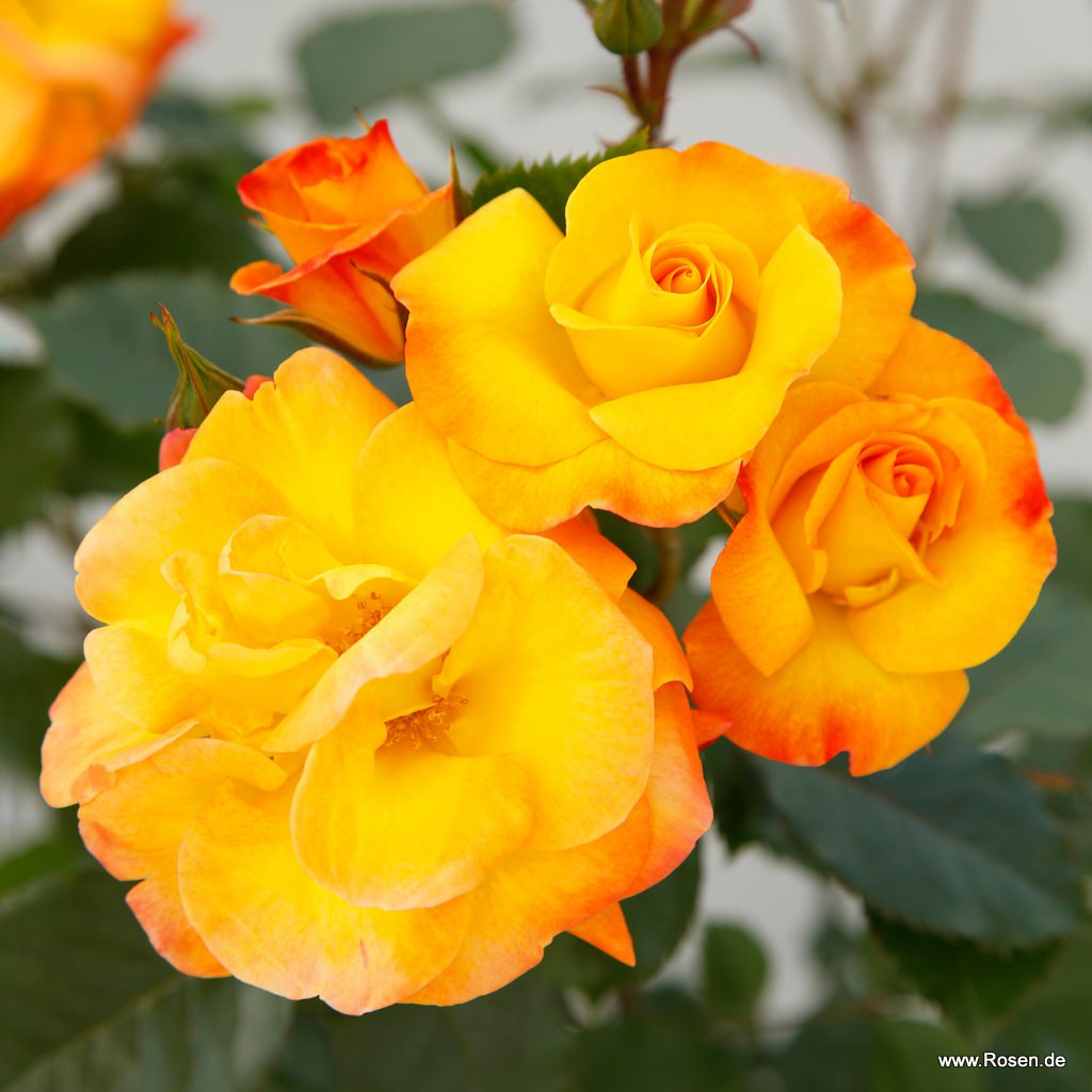 Artikelbild 1 des Artikels Bright Smiles® Bright Smiles®